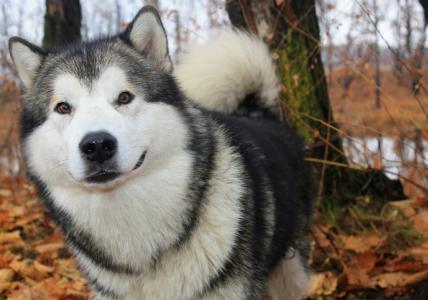 阿拉斯加雪橇犬，狗，英俊，秋天