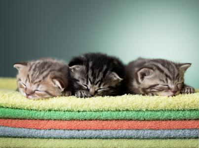 小猫，孩子，睡觉，睡觉，三重奏，毛巾，毛巾