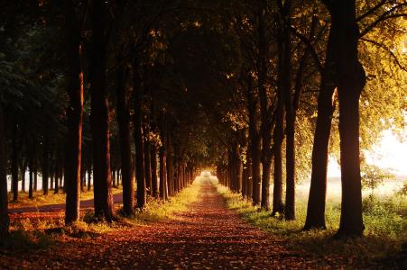 巷子里，晚上，秋天，步道，树木