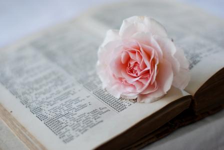 玫瑰，花，页，书，词典，粉红色