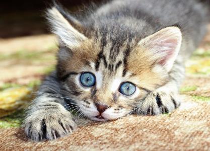 小猫，枪口，蓝色的眼睛