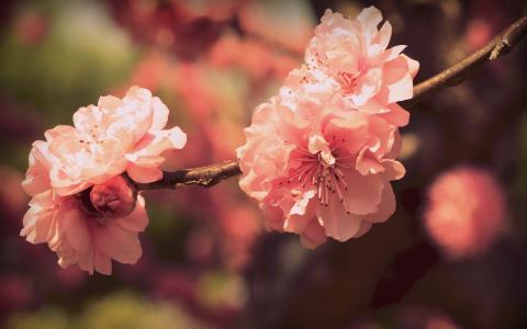 樱花，鲜花，花瓣，盛开，分支，春天