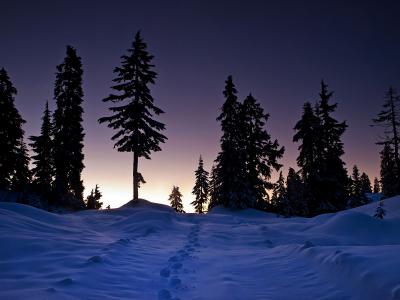 冬天，日落，树木，雪，痕迹，景观