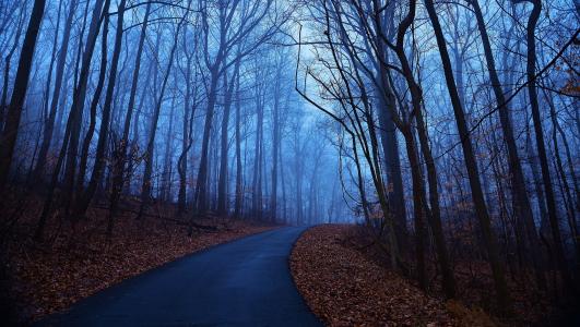 森林，树木，早晨，黎明，蓝色，雾，秋天，叶子，路