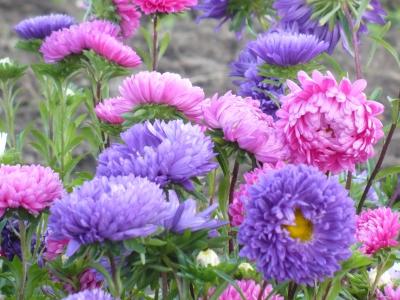 翠菊，迷人，美丽，鲜花，饱和，颜色，品种，形状和颜色