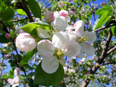 鲜花，盛开，苹果，芽，分支机构，春天，花瓣