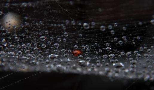 蜘蛛网，滴，露水，黑暗的背景，宏