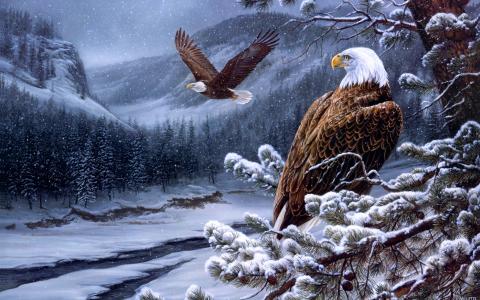 老鹰，冬天，森林，松树，云杉，山，锥体，绘画，迷迭香milette，野生秃鹰的精神