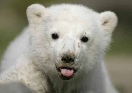 白熊幼崽，舌头，小熊