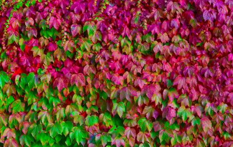 叶子，许多，颜色，绿色，粉红色，纹理