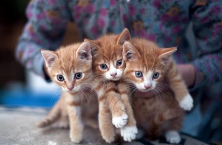 猫，红头发，三只，小猫，三只