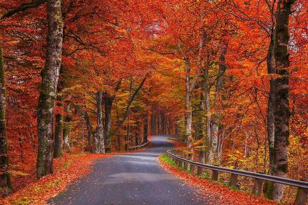 自然，秋天，树木，叶子，路，瑞典