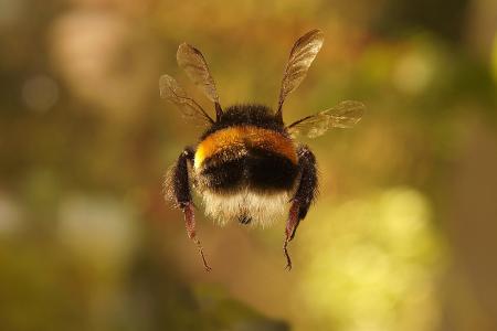 蜜蜂，翅膀，腿，昆虫，春天，特写，大黄蜂