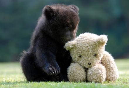 熊，泰迪熊，玩具
