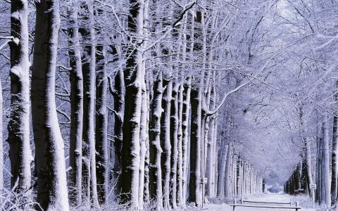 胡同，树木，公园，冬天，雪