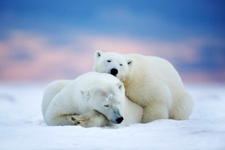 北极熊，两个，睡觉，雪，天空，冬天，动物