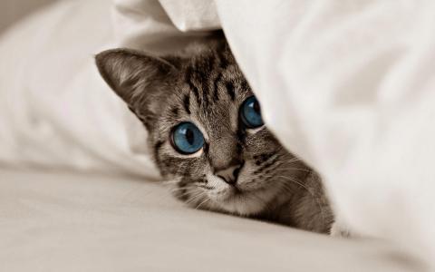 小猫，蓝色的眼睛，床