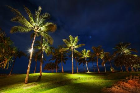 热带地区，夜，棕榈树