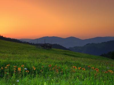 罗马尼亚，丘陵，日落，领域，鲜花，景观