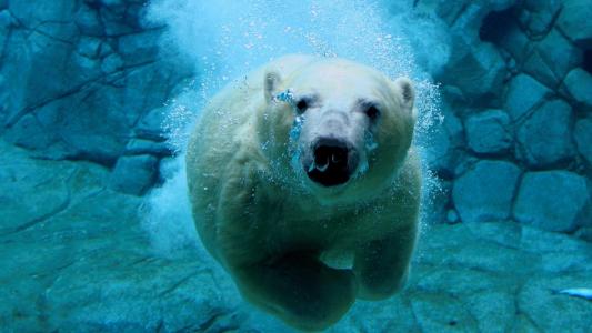 北极熊，浮游物，气泡