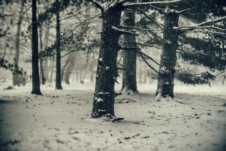 树，雪，松树，冬天，寒冷