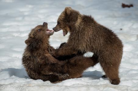 熊，幼崽，幼崽，孩子，夫妇，战斗，游戏，战斗，嘴里，微笑，生气，冬天，雪