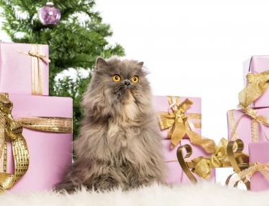 猫，波斯人，毛茸茸的，盒子，礼物，新年