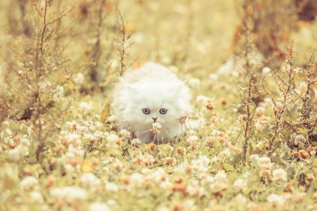三叶草，猫，白色