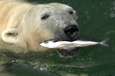 北极熊，北极熊，鱼，鲭鱼，熊