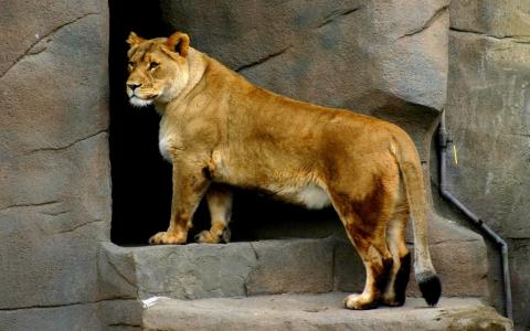 母狮，动物园