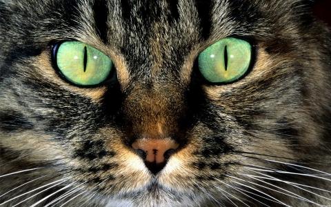 狭窄的瞳孔，一只猫