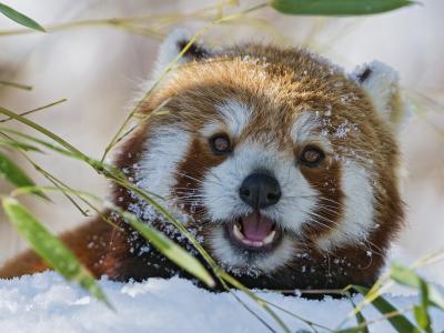 firefox，snow，bamboo，美丽的熊猫