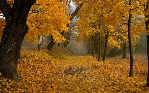 秋天，公园，树叶，道路，树木
