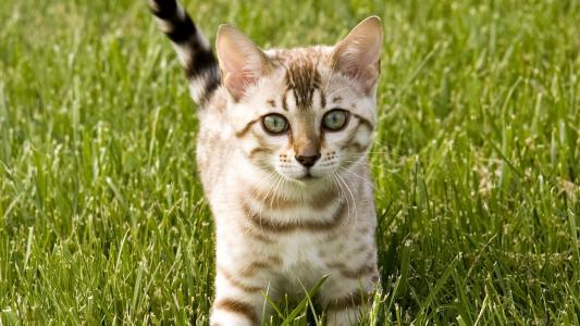 绿眼睛的猫，绿草