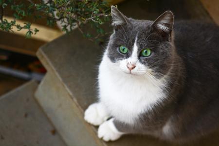 猫，白灰色，绿眼睛，坐着