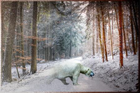 冬天，森林，树木，北极熊，人类发展报告，photoshop