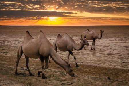 沙漠，骆驼，日落