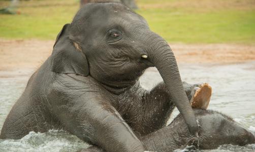 大象，大象，水，沐浴