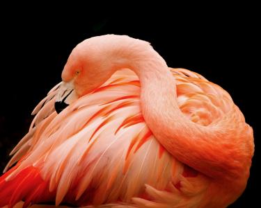 火烈鸟，鸟，粉红色，羽毛，黑暗的背景
