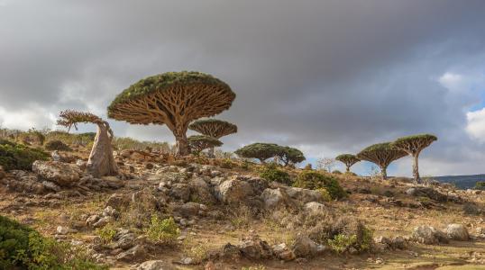 树，仙人掌朱砂红，岛，索科特拉岛，也门，索科特拉岛，也门