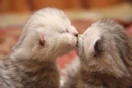 小猫，吻