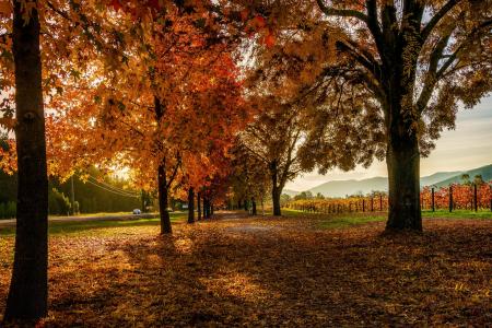 秋天，公园，树木，道路，围栏，景观