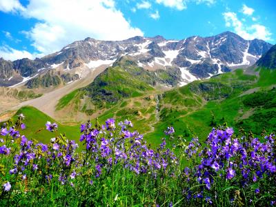 山，阿尔卑斯山，花，景观