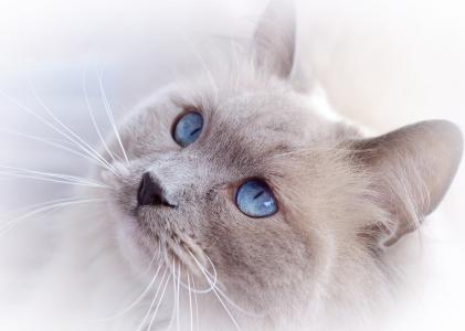 猫，蓝眼睛，鼻子，小胡子，动物