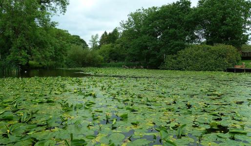 池塘，树木，睡莲，大自然，景观