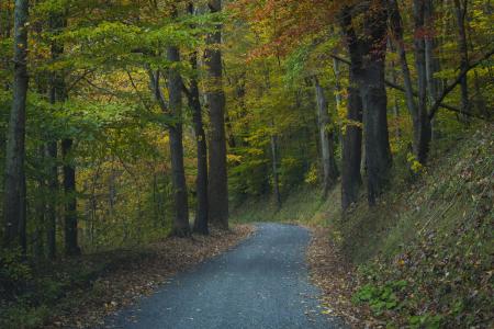 秋天，树木，叶子，路，西弗吉尼亚州，西弗吉尼亚州，秋天