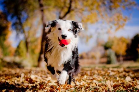 边境牧羊犬，狗，球，叶子，秋天，心情