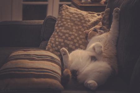 猫，放松，枕头