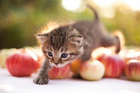 小猫，步骤，苹果