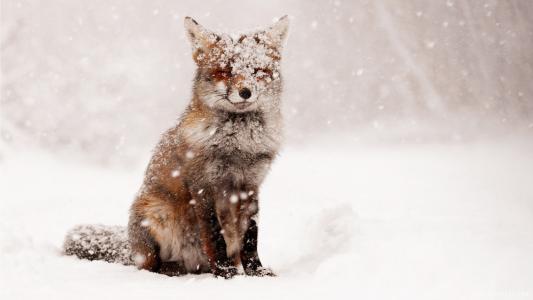 狐狸，雪，雪，冬天，自然，动物
